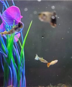 WorldwideTropicals Live Freshwater Aquarium Fish - 5-Pack of Mixed Color Male Guppies - by Live Tropical Fish - Great For Aquariums - Populate Your Fish Tank! 38 51MD338KxGL