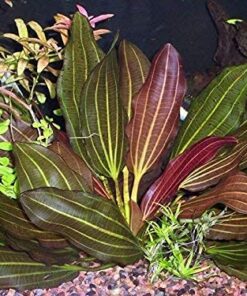 Florida 10 Species Live Aquarium Plants Bundle 31 51MLTl9 WES