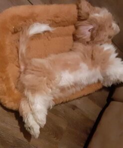 MidWest Homes for Pets Dog Bed 22L-Inch White Cinnamon Dog Bed or Cat Bed w/ Comfortable Bolster | Ideal for XS Dog Breeds & Fits a 22-Inch Crate | Easy Maintenance Machine Wash & Dry 35 51MOcfYVZ0L