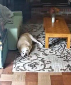 JideTech 5MP PTZ WiFi Camera Outdoor, 5X Optical Zoom Dome Camera with Human/Motion Detection, Auto Tracking, Wireless IP Camera with Mic/Audio, MicroSD (128GB), IR Night Vision, IP66 Weatherproof 72 51MXmp6BJpL