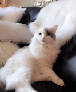 Pet MD Topical Wipes for Cleansing - with Aloe for Cats and Dogs - 50 Count 42 51MbLY0dppL