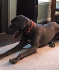 Don Sullivan Perfect Dog Command Collar with Extra Links and DVD, Large blue 28 51MhSd6VkVL