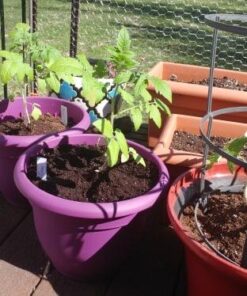 Heirloom Vegetable Seeds Non GMO Survival Seed Kit - Part of Our Legacy and Heritage - 50 Varieties 100% Naturally Grown- Best for Gardeners Who Raise Their Own Healthy Food 1 34 51MycuwfT5L