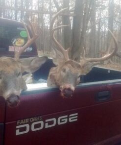 Tinks Doe-in-Rut #69 Buck Lure 4 oz. 19 51N6Eri8 dL