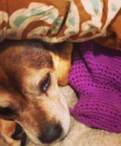 Wondercide - Flea, Tick & Mosquito Spray for Dogs, Cats, and Home - Control, Prevention, Treatment - with Natural Essential Oils - Pet and Family Safe - Lemongrass 16 oz 32 51NP87vrePL