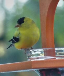 Songbird Essentials SERUBFJF Fruit and Jelly Oriole Feeder (Set of 1) 35 51NUb9zQuFL
