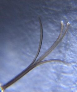 Beileshi 60x Zoom Microscope Magnifier LED + Uv Light Clip-on Micro Lens for Universal Mobile Phones Universal Clamp for iPhone 7s Plus/7s/7/7plus/ 6 6s 6Plus/ 5 Samsun/HTC 43 51NXVSwd1wL