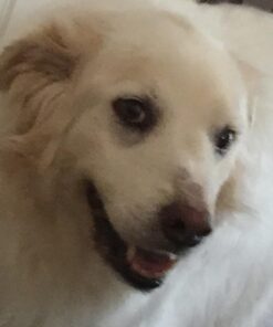 Amazing Turmeric for Dogs Curcumin Pet Antioxidant, Eliminates Joint Pain Inflammation, 120 Chews 31 51NgeBGWmEL