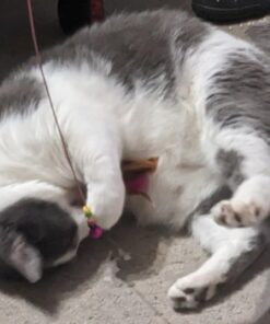 Fashion's Talk Cat Toys Variety Pack for Kitty 20 Pieces 35 51NpG4HtdL