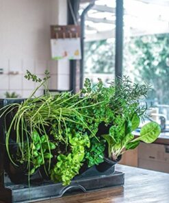 Watex Countertop Garden Kit, Black, Indoor Garden 15 51O7dTUv70L