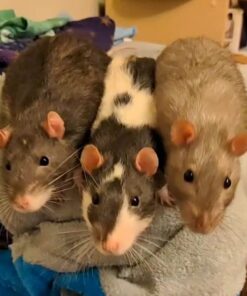 Oxbow Essentials Adult Rat Food - All Natural Adult Rat Food - Veterinarian Recommended- Made in the USA- Rich in Natural Vitamins & Minerals- No Artificial Ingredients- 3 lb. 3 Pound (Pack of 1) 24 51OBQi6CJKL