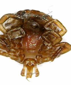 Jiusion WiFi USB Digital Handheld Microscope, 50 to 1000x Wireless Magnification Endoscope 8 LED Mini Camera with Metal Stand Compatible with iPhone iPad Mac Windows Android 56 51OE8r7NGyL