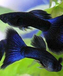 WorldwideTropicals Live Freshwater Aquarium Fish - 5-Pack of Mixed Color Male Guppies - by Live Tropical Fish - Great For Aquariums - Populate Your Fish Tank! 23 51OEmKJbfjL