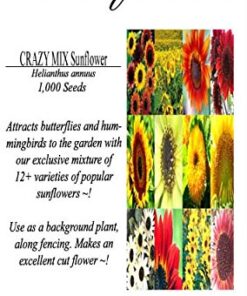 BIG PACK - (1,000+) SUNFLOWER Sunny Sun Flower CRAZY MIX flower Seeds - Non-GMO 24 51OPpq3K7qL