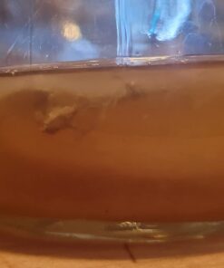 Poseymom Double Pack Kombucha Scobies and Starter Tea | (No Vinegar or Artificial Flavors Added) (Make 1/2 Gallon (1/2Cup Starter)Each 24 51OgL3XufyL