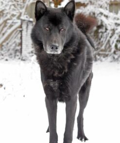 Wisdom Panel Breed Discovery Dog DNA Kit: Most Accurate Dog Breed Identification, Test for 365+ Breeds, MDR1 Health Test, Ancestry, Relatives 35 51OkOuvItL