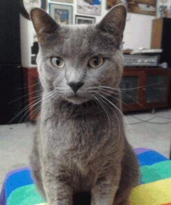 Wysong Uretic - Dry Natural Food for Cats, Chicken, 5 pounds 30 51Ol7NEW VL