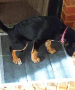 Alpha Paw - Odor Eliminating Pee Pads for Dogs, Extra Thick Disposable Leak-Proof Dog Pads, Quick-Dry, Non-Slip Backing, With Pheromones To Attract Your Dog Standard (22"x 23") 25 51PKfhHdJcL