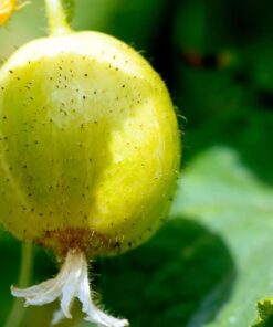 Lemon Cucumber Seeds for Planting,125+ Heirloom Seeds Per Packet, (Isla's Garden Seeds), Non GMO Seeds, Botanical Name: Cucumis sativus 'Lemon', Great Gift for Home Garden 20 51PQrvfFBNL