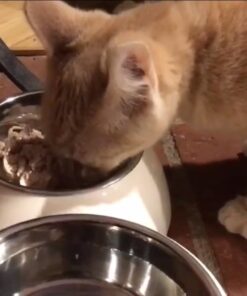 SHEBA PERFECT PORTIONS Cuts in Gravy Adult Wet Cat Food Tray, Delicate Salmon and Tender Whitefish & Tuna Entrée, Twin-Pack - 12 Count (Pack of 2) 12 Count (Pack of 2) 36 51PUpbfoM6L