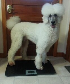 W.C Redmon Precision Digital Pet Scales, Large Large (Pack of 1) 36 51PnKKOU7FL