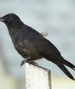 Sigma 1.4x Teleconverter TC-1401 for Canon Canon SLR Mount 27 51PpmiWfCIL