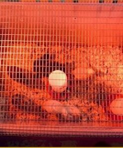 HovaBator 2370 Egg Incubator Deluxe Combo Kit, Electronic Thermostat, Circulating Air Fan, Automatic Egg Turner, Hygrometer for Humidity Measurement, Quail - Goose Hatching Eggs, Poultry 29 51PurrHmkXL