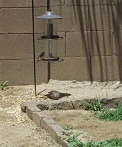 Perky-Pet 325S Panorama Bird Feeder 28 51Pw5UgjgkL