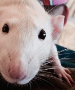 Oxbow Essentials Adult Rat Food - All Natural Adult Rat Food - Veterinarian Recommended- Made in the USA- Rich in Natural Vitamins & Minerals- No Artificial Ingredients- 3 lb. 3 Pound (Pack of 1) 28 51PzsoutIoL