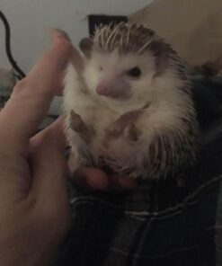 Small Pet Select Premium Small Animal Bedding, Natural Soft Paper Bedding for Small Indoor and Outdoor Pets, Made in USA, Jumbo Size 178 L Pack 46 51Q7YZ29mL