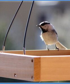 Wild Wings WWCF23 Cedar Tray Bird Feeder 40 51Q8MVCowAL