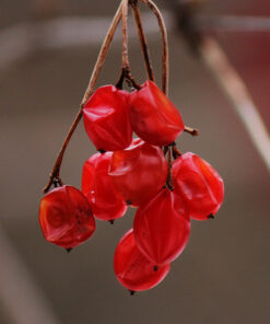 Canon EF-S 55-250mm f/4.0-5.6 is II Telephoto Zoom Lens Base Standard Packaging 52 51QKJe3NgDL