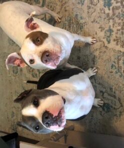 K9 Advantix II XL Dog Vet-Recommended Flea, Tick & Mosquito Treatment & Prevention | Dogs Over 55 lbs. | 4-Mo Supply 4 Pack XL Dog only 35 51QlaqxRQ4L