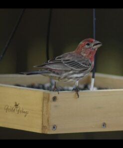Wild Wings WWCF23 Cedar Tray Bird Feeder 48 51QwLjnJdTL