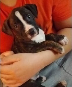 Wellness Soft Puppy Bites Natural Grain-Free Treats for Training, Dog Treats with Real Meat and DHA, No Artificial Flavors (Lamb & Salmon, 3-Ounce Bag) Soft Treats Lamb & Salmon 3 oz 31 51RhIxnYrKL