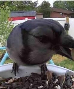 NETVUE Birdfy AI - Smart Bird Feeder with Camera + Solar Panel, Free AI Forever, Auto Capture & Identify 6000+ Bird Species, Bird Videos for Birdwatching, Ideal Gift for Bird Lover Solar Blue 42 51Rpg61W OL 2