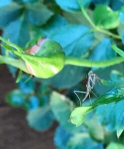 Praying Mantis adults Case with Hatching Habitat Bag - 2 Praying Mantids Egg Cases 2 Pod Habitat Bag 32 51Rw2svJc7L