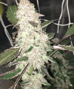 General Hydroponics CaMg+, Calcium Magnesium Supplement, Quart 11 51S4g3nwRL