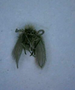 Jiusion WiFi USB Digital Handheld Microscope, 50 to 1000x Wireless Magnification Endoscope 8 LED Mini Camera with Metal Stand Compatible with iPhone iPad Mac Windows Android 49 51SStWt3KAL