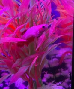 API STRESS COAT Aquarium Water Conditioner 16-Ounce Bottle 16 oz Aquarium Treatment 35 51T z2yx1hL