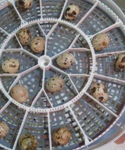 12 Large Fertile Hatching Coturnix Quail Eggs 27 51T68JOGBML