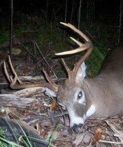 Conquest Scents EverCalm Deer Herd Scent Stick Basic pack 25 51TJiRRFvGL