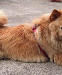 PET MAGASIN Japanese Stainless Steel Grooming Scissors (2) for Facial Hair and Larger for Body Trimming with Round Tip Grooming Sets 33 51TRl8gNjQL