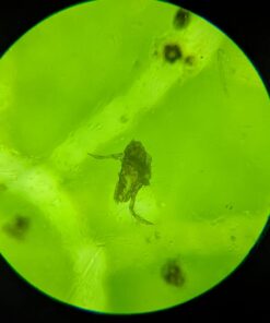 AgroMagen, GrowSafe Bio-Pesticide For Spider, Organic Natural Miticide, Fungicide and Insecticide, (8.5 fl.oz.) 8.5 Fl Oz (Pack of 1) 45 51TeWqnQk4L