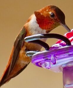 Kaytee Hummingbird ElectroNectar Wild Bird Food, Ready to Use, 64 Ounces 64 oz Ready To Use 33 51ThaSnl0DL