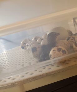 12 Large Fertile Hatching Coturnix Quail Eggs 40 51Tlle h8lL