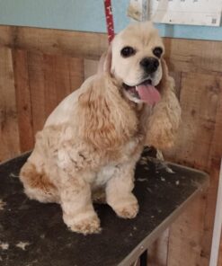 Pet MD - Canine Tabs Plus 365 Count - Advanced Multivitamins for Dogs - Natural Daily Vitamin and Mineral Nutritional Supplement - Liver Flavored Chewable Tablets 26 51TsUCdxi L