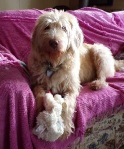 Multipet Plush Dog Toy, Lambchop, 10", White/Tan, Small 10" 47 51TtjOQAudL