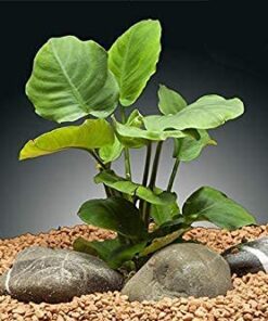 Florida 10 Species Live Aquarium Plants Bundle 29 51TwuZfCNnS