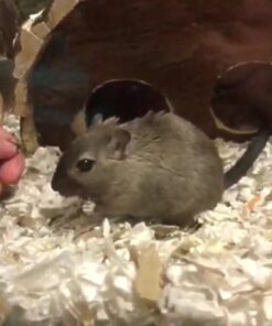 F.M. Brown's Tropical Carnival Natural Select Seeds Treat - Fiber, Antioxidants, and Essential Minerals for Hamsters, Gerbils, Rats, and Mice - 3.5 oz 15 51U6dNCzvCL